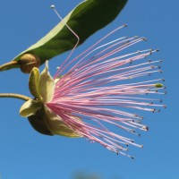 Capparis zeylanica L.